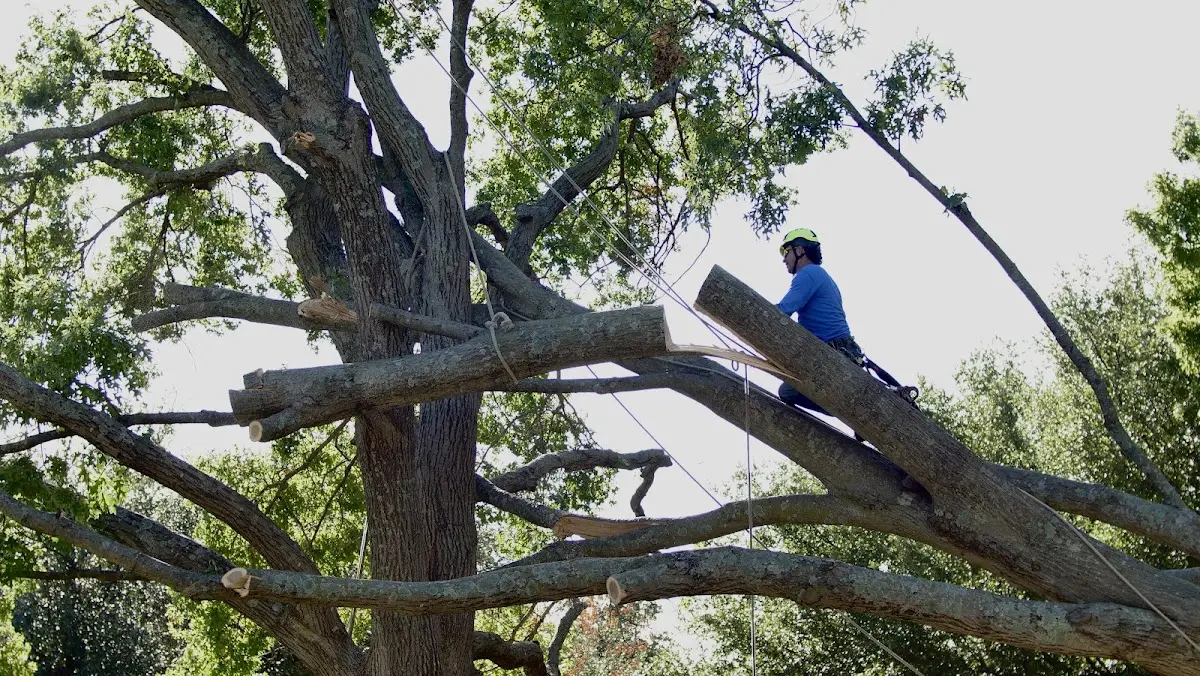 Professional Crown Thinning performed by certified arborists in Arcola